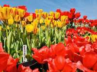 Wooden Shoe Tulip Farm