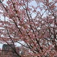 🌸2024東京汐入公園賞櫻悅目🌸