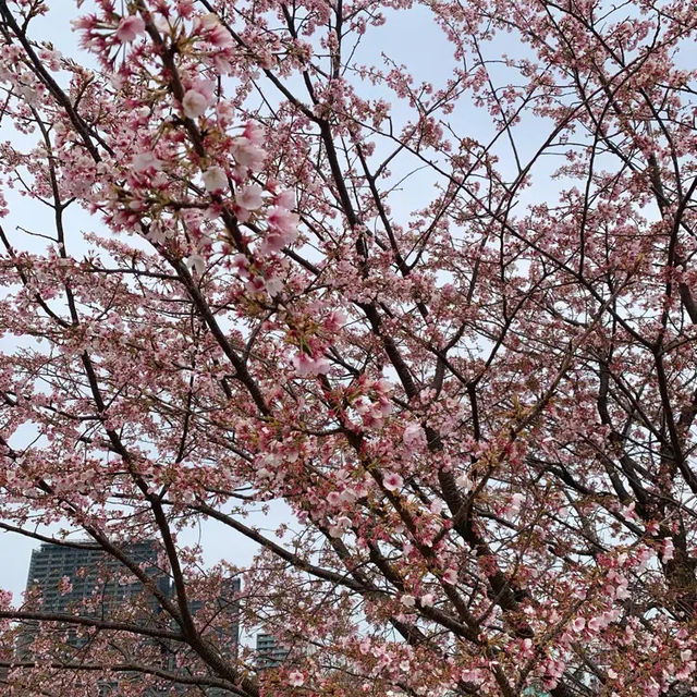 🌸2024東京汐入公園賞櫻悅目🌸