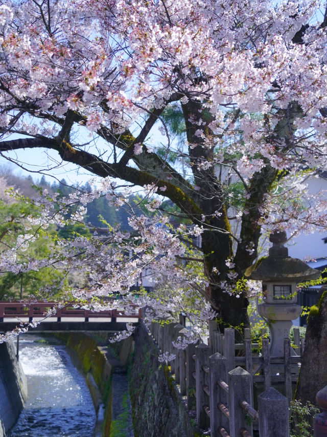 【岐阜・桜】岐阜観光の定番「飛騨高山」に桜🌸※周辺観光情報付き