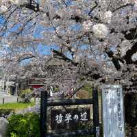 京都 哲學之道