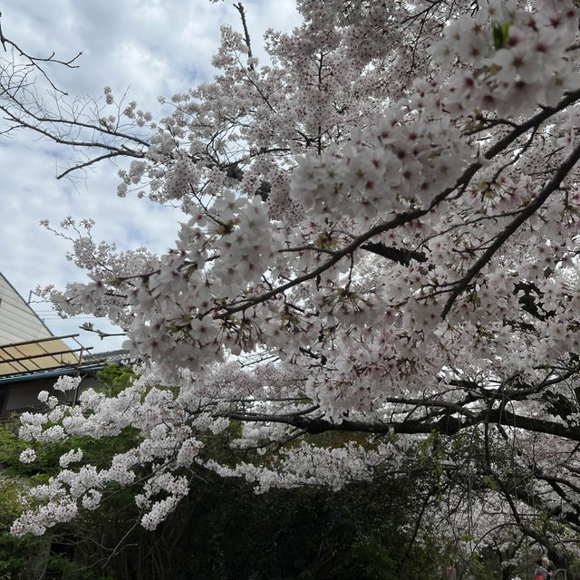 京都 哲學之道