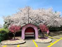 Lovely Cherry Blossom in Eworld