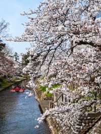 【富山】桜並木の下で遊覧船が行き交う絶景スポット