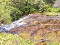 Scenic World