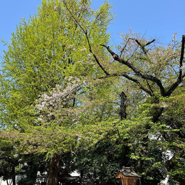 【都心のど真ん中に歴史ある神社★】花園神社