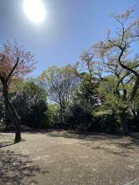 【世田谷区】上野毛自然公園