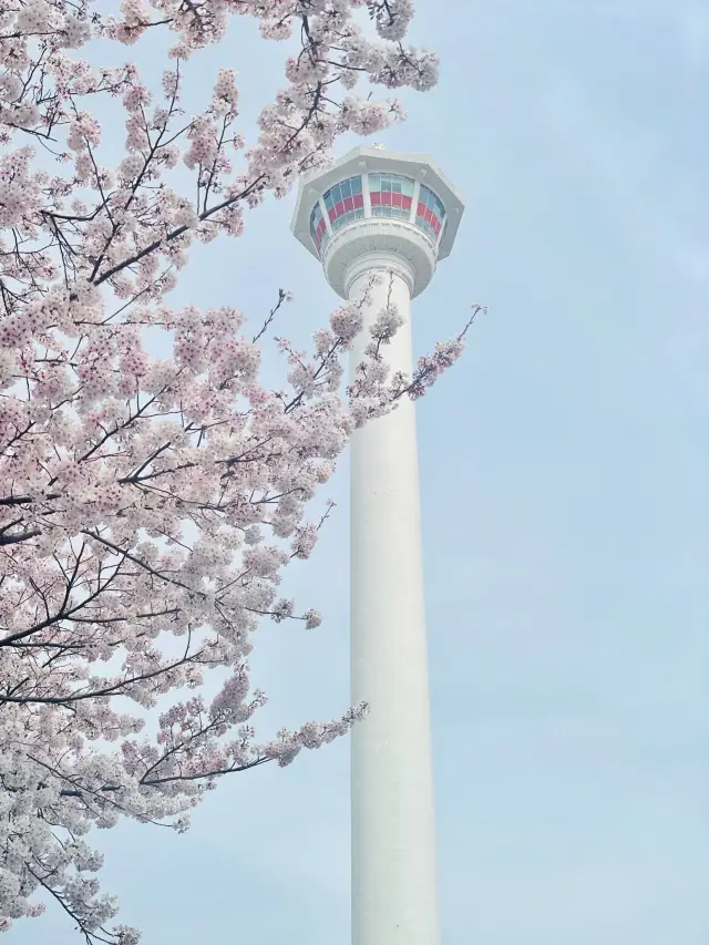 Sakura with busan tower💕