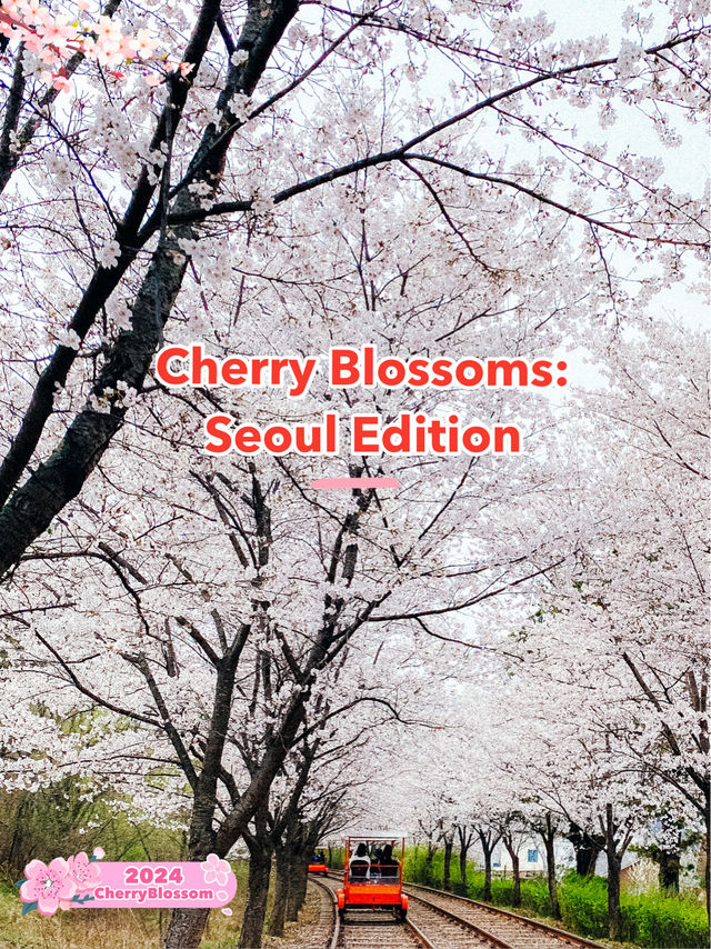 🌸 Ultimate cherry blossoms guide in Seoul 🌸