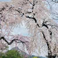 景福宮　満開の桜🌸