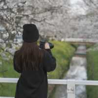 【埼玉】美しい川沿いの桜🌸名所