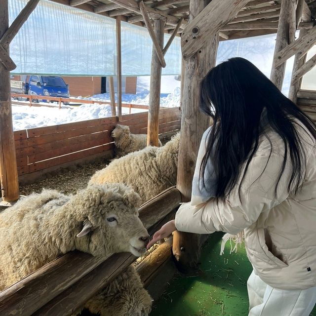 이젠 삿포로 안가두돼!!!