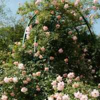 【大阪景點】HOS花園：世界珍奇植物，園藝治療，放鬆靜心時光