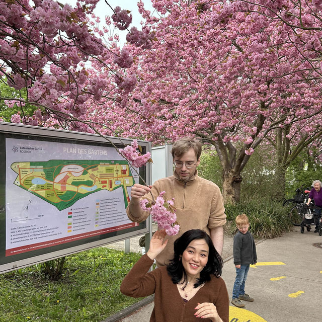 北ドイツ，ロストック植物園の桜
