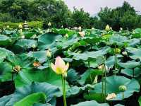 The Lotus Garden in Korea