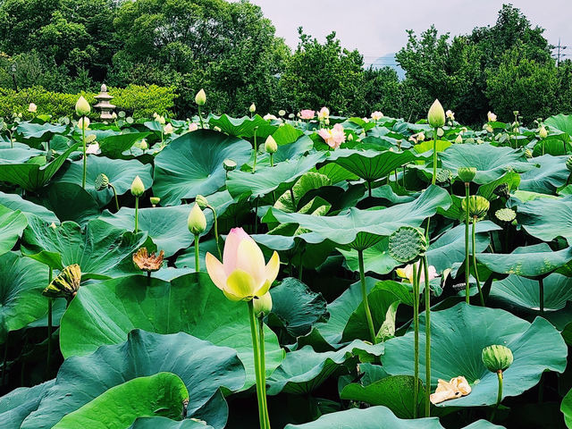 The Lotus Garden in Korea