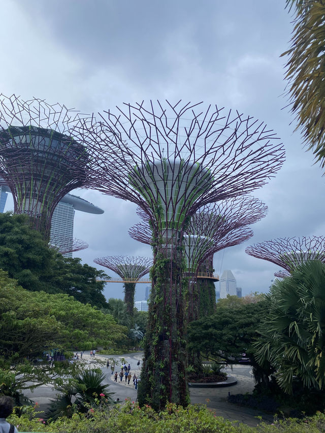 🇸🇬 Supertree Grove at Gardens by the Bay: A Futuristic Botanical Experience