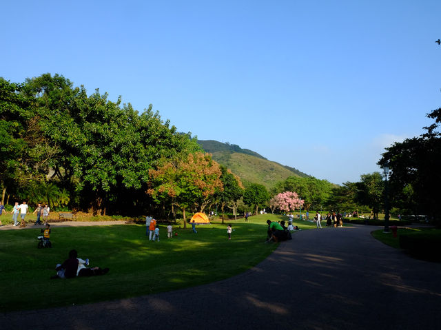 【春天好去處】「迪欣湖」：美人樹下野餐🧺，人生一大樂事‼️