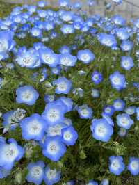 【淡路島観光】海を見渡せる100個の花壇の花々に癒される🌸🌼