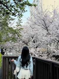 진해 여좌천과 쌍둥이 하천이 마산에 또 있다구요?