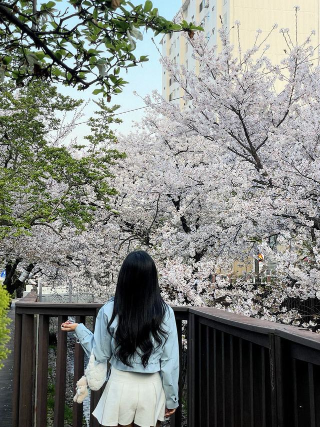 진해 여좌천과 쌍둥이 하천이 마산에 또 있다구요?
