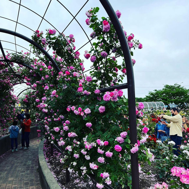 大野町バラ公園