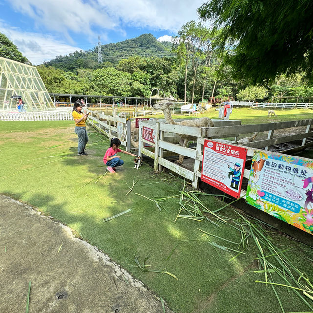 桃園富田農場｜小動物多小孩子玩得很開心