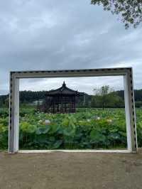 🪷연꽃으로 뒤덮인 이곳은 부산, 창원 근교에서 가까운 함안 연꽃테마파크입니다 :)🩷