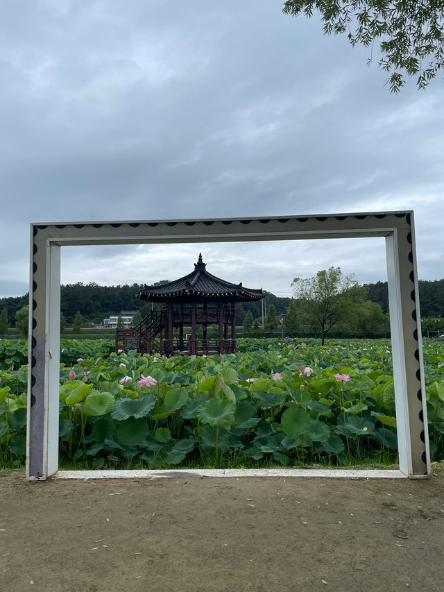 🪷연꽃으로 뒤덮인 이곳은 부산, 창원 근교에서 가까운 함안 연꽃테마파크입니다 :)🩷