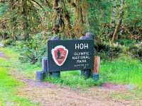 🌳 Nature Walk at Hoh Rain Forest