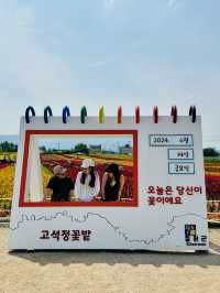 韓国でカラフルなお花と青空を楽しもう！🌸🇰🇷