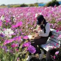 【滋賀県】季節のお花は旅の醍醐味！コスモス畑で写真映え