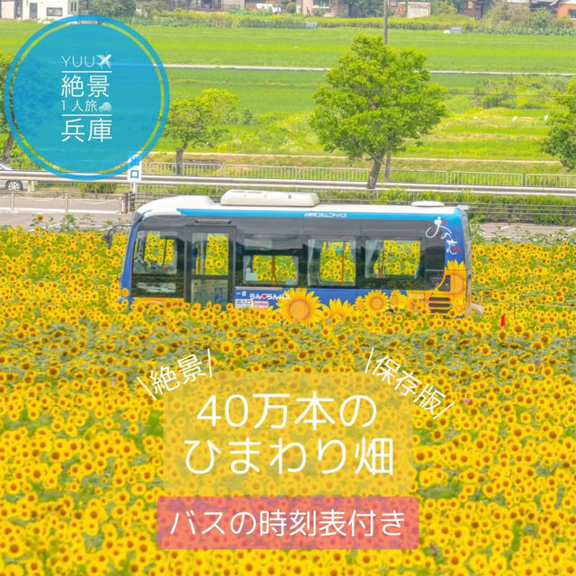 \無料/絶景40万本のひまわり畑🌻✨らんらんバス時刻表付き🚎🌻iPhone撮影も最後にあるよ📱🌻