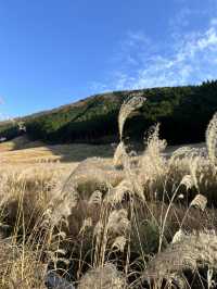 〜神奈川県〜黄金の絨毯　紅葉だけじゃない日本の秋の景色