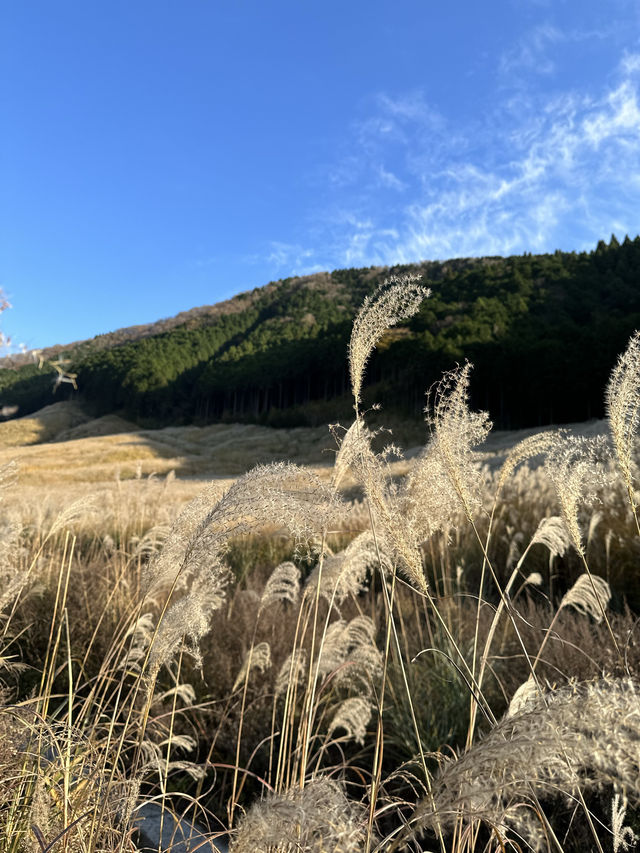 〜神奈川県〜黄金の絨毯　紅葉だけじゃない日本の秋の景色