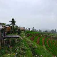 บ้านระเบียงนา..ป่าบงเปียง