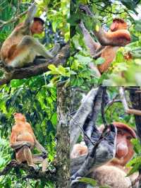 An awesome place in Sarawak for nature & wildlife experience