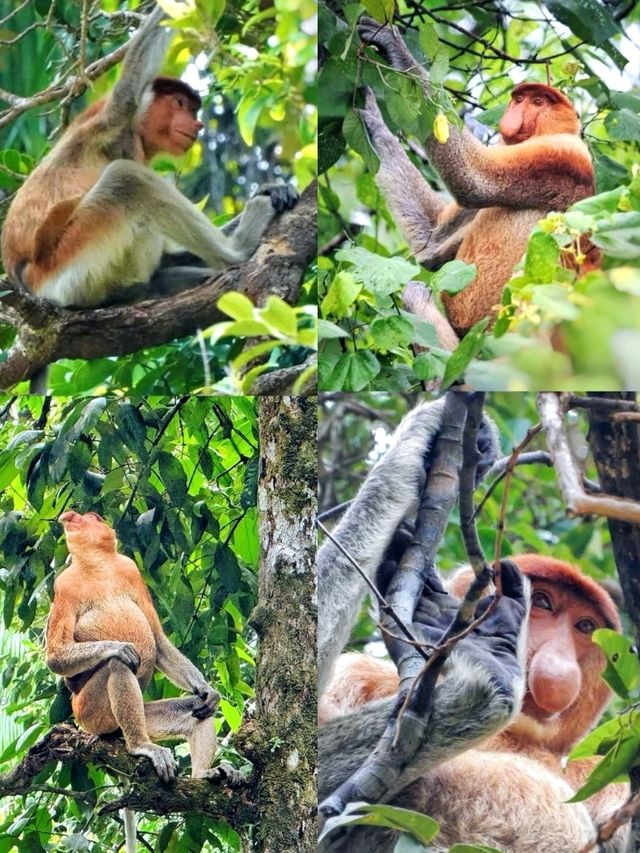 An awesome place in Sarawak for nature & wildlife experience
