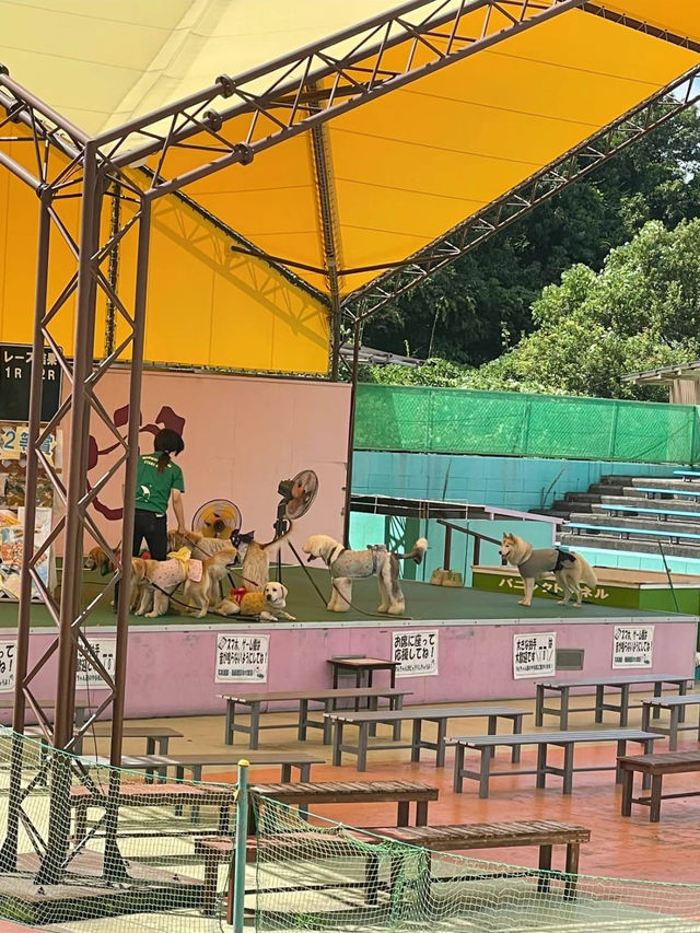 【茨城県】わんこがいっぱい🐶🐾一日中もふもふと戯れられる楽園😍💖【つくばわんわんランド】