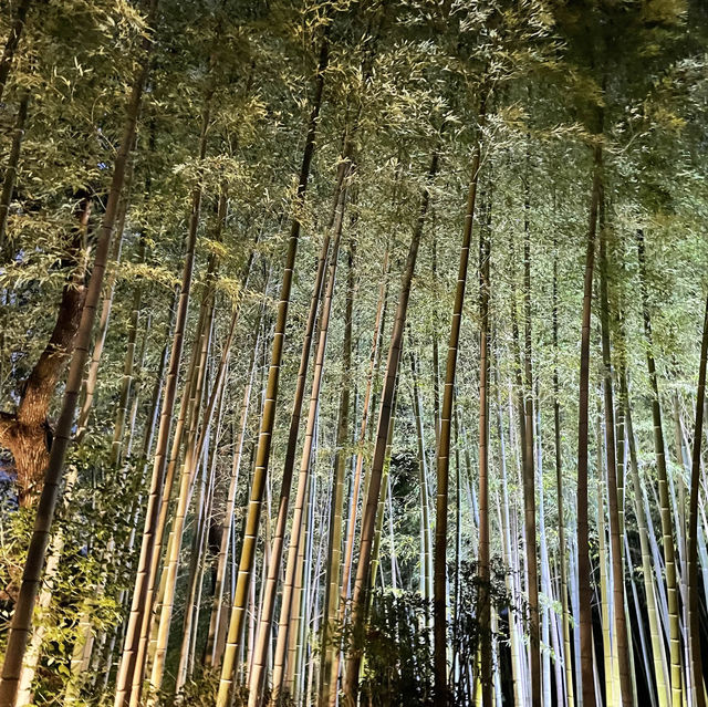 名古屋白鳥庭院：夜晚的靜謐與美