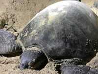Turtle Islands National Park - Malaysia