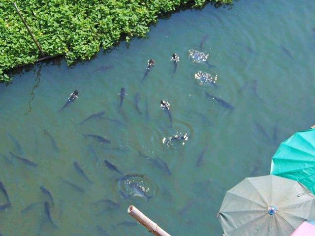 ชุมชนท่องเที่ยวสุ่มปลายักษ์ จ.สุพรรณบุรี
