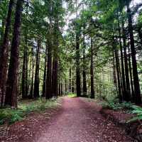「Culicagh Mountain Park：壯麗山谷，難忘旅程！」