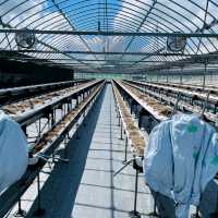 Fukuoka Selfdrive Fruit Farm & Mount Aso Summer Trip