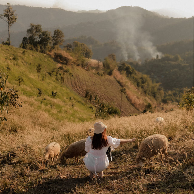 พาเที่ยวฟาร์มแกะที่ Akha FarmVille เชียงราย🐑💚
