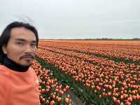 荷蘭🇳🇱公路旅行隨處可見的鬱金香花園
