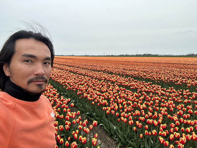 荷蘭🇳🇱公路旅行隨處可見的鬱金香花園