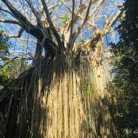 Walking through the Daintree Rainforest