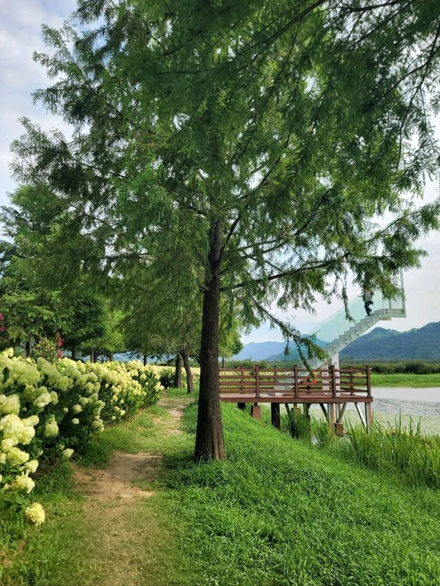 유럽수국이 예쁘게 피어나는 하동 동정호💚