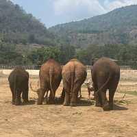 Elephant Nature Park: A Heartfelt Encounter with Thailand’s Majestic Elephants